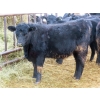 Image 14 : Martin DeVos - 860# March/April Delivery Heifers - 115 Head (Fork River, MB)