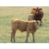 Image 12 : Wolfer Ranching/Wolfer Cattle Co. - 600# October Delivery Steer Calves - 60 Head (Tilley, AB)