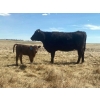 Image 2 : P&B Van Schothorst - 30 Black/BBF 1st Calf Heifer Pairs (Blackie, AB)