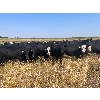 Image 3 : Diamond A Farms - 1000# September Grass Steers - 106 Head (Girvin, SK)