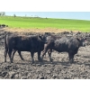 Image 7 : Terry Hines Livestock - 40 Black March Calving Bred Heifers (Marwayne, AB)