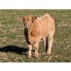 Image 8 : GW Murray Ranches - 675# November Delivery Steer Calves - 86 Head (Rolling Hills, AB)