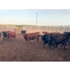 Image 2 : Cross Bar Ranch - 930# June Delivery Heifers - 70 Head (Consort, AB)