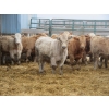 Image 6 : Vossepoel Cattle Co. - 680# December Delivery Weaned Steers - 250 Head (Tilley, AB)