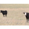Image 9 : Cam Taylor/Trevor Campbell - 515# November Delivery Steer Calves - 180 Head (Wolseley, SK)