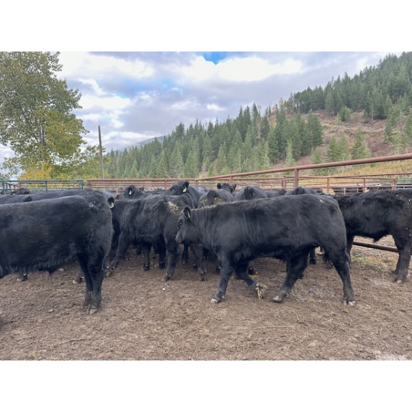 Barriere Area Ranches - 735# October Delivery Steer Calves - 160 Head (Barriere, BC)