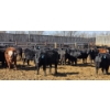 Image 7 : South Island Farms - 710# March/April Delivery Steers - 48 Head (Bow Island, AB)