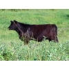 Image 6 : Little Rainbow Ranch - 50 Black & BBF Simm X Angus & Angus AI Bred Heifers (Moosomin, SK)