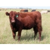 Image 4 : 20/20 Ranching Ltd. - 900# September Delivery Grass Heifers - 210 Head (Midale, SK)