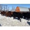 Image 1 : Twin Arrows Ranch - 810# March Delivery Steers - 70 Head (Erskine, AB)