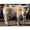 Image 2 : Fred Courtney - 650# October Delivery Steer Calves - 65 Head (Delia, AB)