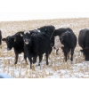 Image 4 : Little Rainbow Ranch - 22 Black & BBF Simm X Angus 3rd Calf Spring Calvers (Moosomin, SK)