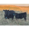 Image 3 : George Ranching - 620# October Delivery Steer Calves - 100 Head (Marwayne, AB)