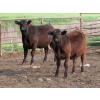 Image 3 : Little Rainbow Ranch - 950# July/August Delivery Steers - 65 Head (Moosomin, SK)