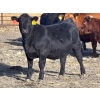 Image 3 : Lance & Lisa Howg - 760# October Delivery Steer Calves - 80 Head (Enchant, AB)