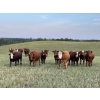 Image 3 : Tony Groenewoud - 1050# September Grass Steers - 220 Head (Turtleford, SK)