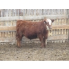 Image 11 : Helland Land & Cattle Co. Ltd. - 992# March Delivery Steers - 100 Head (Lomond, AB)