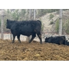 Image 12 : Pat Lawrence Contracting Ltd. - 870# January Delivery Weaned Steers - 65 Head (Keremeos, BC)