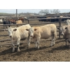 Image 3 : Midpoint Farms - 1000# May Delivery Steers - 62 Head (Drayton Valley, AB)