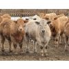Image 4 : Justin Tateson - 960# March Delivery Steers - 125 Head (Scandia, AB)