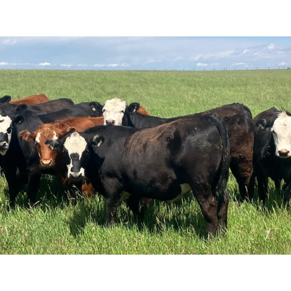 Holmes Cattle Co. - 1050# June/July Delivery Grass Steers - 60 Head (Cayley, AB)