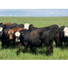 Image 1 : Holmes Cattle Co. - 1050# June/July Delivery Grass Steers - 60 Head (Cayley, AB)