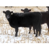 Image 3 : Little Rainbow Ranch - 22 Black & BBF Simm X Angus 3rd Calf Spring Calvers (Moosomin, SK)