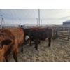 Image 2 : Ribbon Creek Ranch - 5 Red Heifers (Pen 310 - 312) 1007# avg