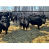 Image 16 : Jay Be Acres Ltd. - 795# March/April Delivery Steers - 76 Head (Deloraine, MB)