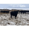 Image 5 : Ed Curry Ranching Ltd. - 725# March/April Delivery Steers - 170 Head (Big Stone, AB)