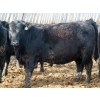Image 3 : Ryan Chipman  - 35 Black Replacement Heifers (Raymond, AB)