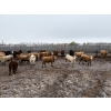 Image 2 : Four Harts Cattle Co. - 975# March Delivery Steers - 90 Head (Vermilion, AB)