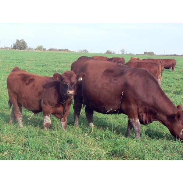 Wade & Frances Tobler - 570# October Delivery Steer Calves - 50 Head (Patricia, AB)