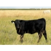 Image 3 : Circus Coulee Cattle (Robert & Jordy Hoff) - 510# November Heifer Calves - 95 Head (Dorothy, AB)