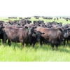 Image 5 : D & N Livestock - 1025# October Delivery Grass Heifers - 120 Head (Peebles, SK) VBP+