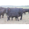 Image 4 : Star Lake Beef (1987) Charlene & Craig Kaartinen - 30 Edie Creek Black Angus Pairs (Eriksdale, MB)