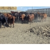 Image 3 : South Island Farms - 1000# September Delivery Steers - 46 Head (Bow Island, AB)