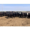 Image 2 : Babcock Livestock - 890# August Delivery Heifers - 114 Head (Consort, AB)