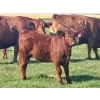Image 8 : Mullen Land & Cattle Co. - 550# September Delivery Heifer Calves - 112 Head (Peers, AB)