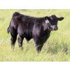 Image 11 : Marsh Ranches Ltd. (Marsh 99 Ranch) - 595# Nov/Dec Steer Calves - 100 Head (Southey, SK) VBP+