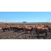 Image 4 : Cattlewood Farms Ltd. - 675# July Delivery Heifers - 90 Head (Fincastle, AB)