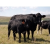 Image 7 : Bar 15 Ranch Ltd. - 620# October Delivery Steer Calves - 81 Head (Claresholm, AB)