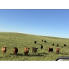 Image 5 : Church Hill Land & Cattle - 15 Red Simm/Angus April/May Calving Bred Heifers (Coderre, SK)