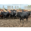 Image 3 : Chipping Hill Cattle Co. - 1000# September Delivery Steers - 120 Head (MacGregor, MB)