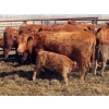 Image 8 : Wacoalty Enterprises Inc. - 25 Red Angus X Simm Pairs (Kipling, SK)