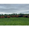 Image 5 : Tyton Farms Ltd. - 960# September Delivery Grass Heifers - 65 Head (Birtle, MB) VBP+
