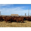 Image 2 : Hillcrest Farming Co. - 690# March Delivery Steers - 90 Head (Dundurn, SK)