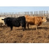 Image 12 : Greg Trewin - 950# March/April Delivery Steers - 126 Head (Coulter, MB)