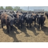 Image 9 : Cattlewood Farms Ltd. - 740# June Delivery Heifers - 145 Head (Fincastle, AB)