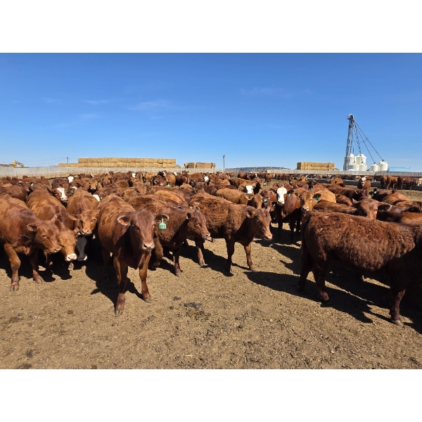 Ripple Rock Ranch - 730# April/May Delivery Heifers - 220 Head (Fincastle, AB)